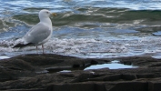 PICTURES/Grand Marais/t_Seagull2.JPG